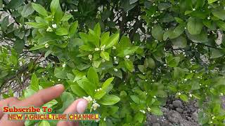 INFORMATION ABOUT (#KINOO) ORANGE FARMING NEW AGRICULTURE VIDEO PUNJAB