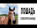 Лошадь-спасительница. Автор: В.Р. Ященко