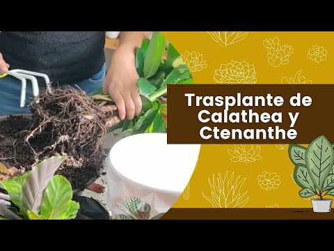 Vídeo: Propagació de la ventosa de la violeta africana: més informació sobre com separar els cadells de la violeta africana