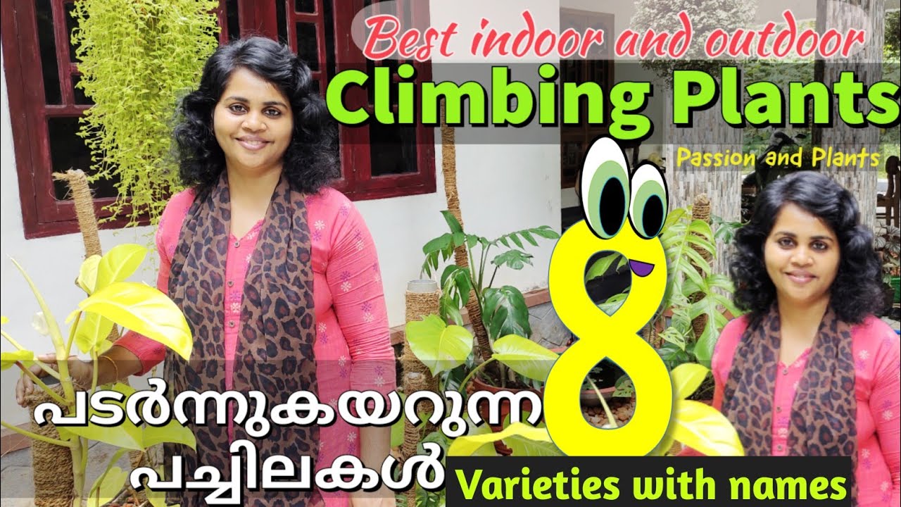Climbing plants for indoor and outdoor/ 8 best climbers with names