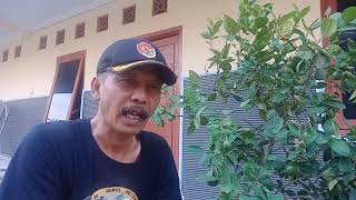 Pemberantasan hama ulat pada tanaman jeruk