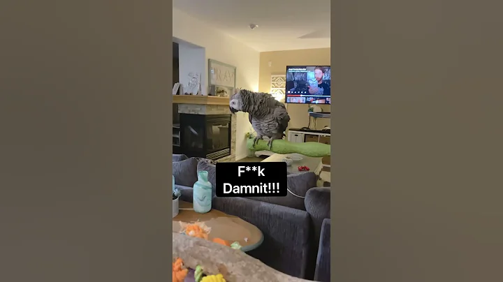 It’s the shush at the end for us 🤣💀 - African Grey Parrot Talking #shorts - DayDayNews