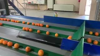 Vizier Systems Citrus Packing at WAGONDRIFT