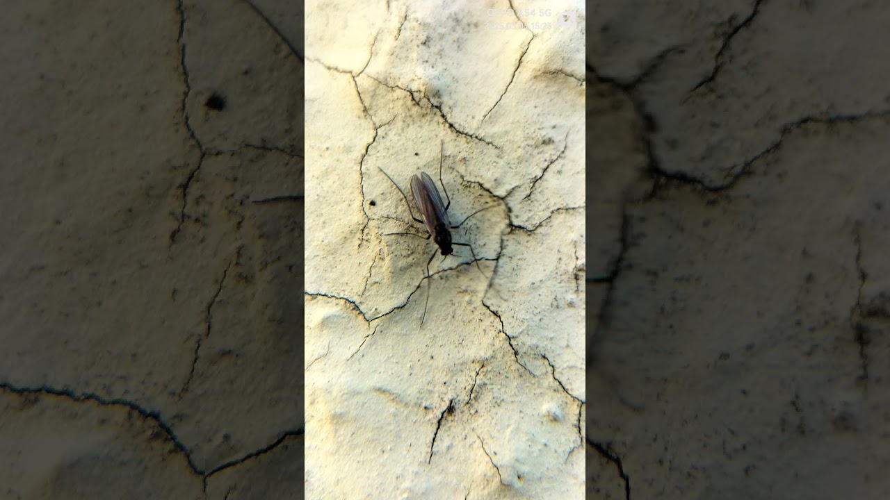 journey insects worldwide wildlife picture Hydrophorus picture episode 1