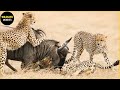 30 magnificent hunting and chasing moments by wild animals in animal world