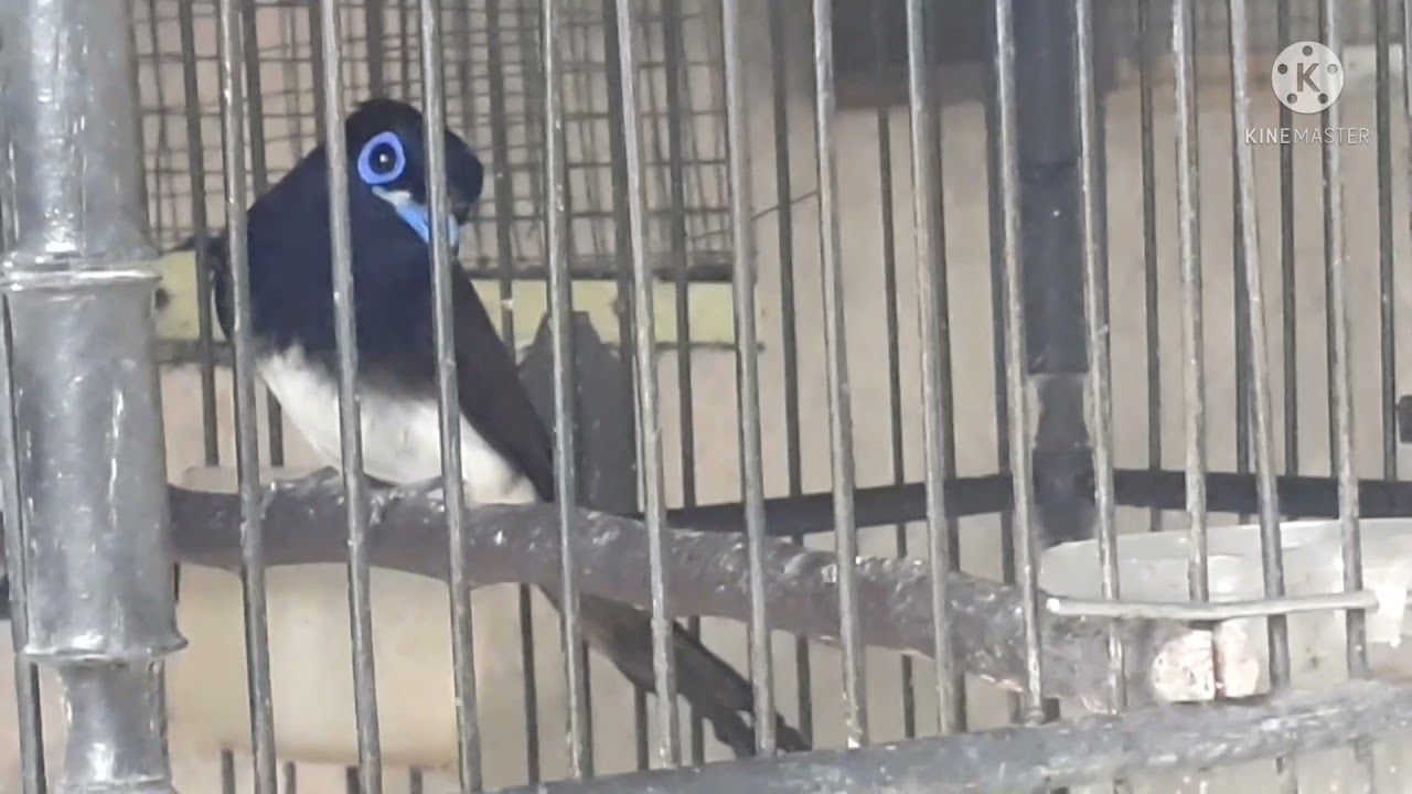 burung#sariwang   asia#seriwang  jepang#tali  pocong  hitam