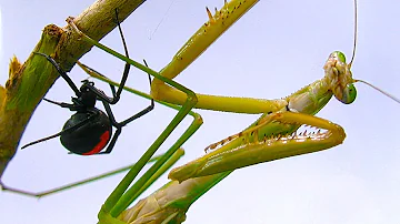 Giant Praying Mantis Found Redback Spider Vs Mantis Preview Spider Study