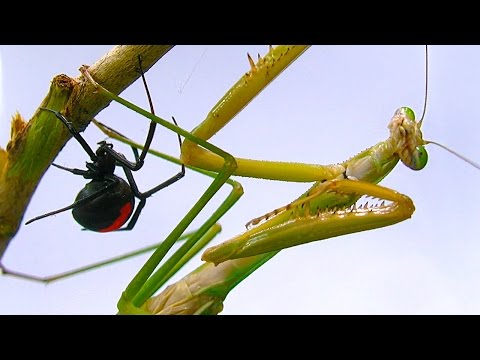 Giant Praying Mantis Found Redback Spider Vs Mantis Preview Spider Study