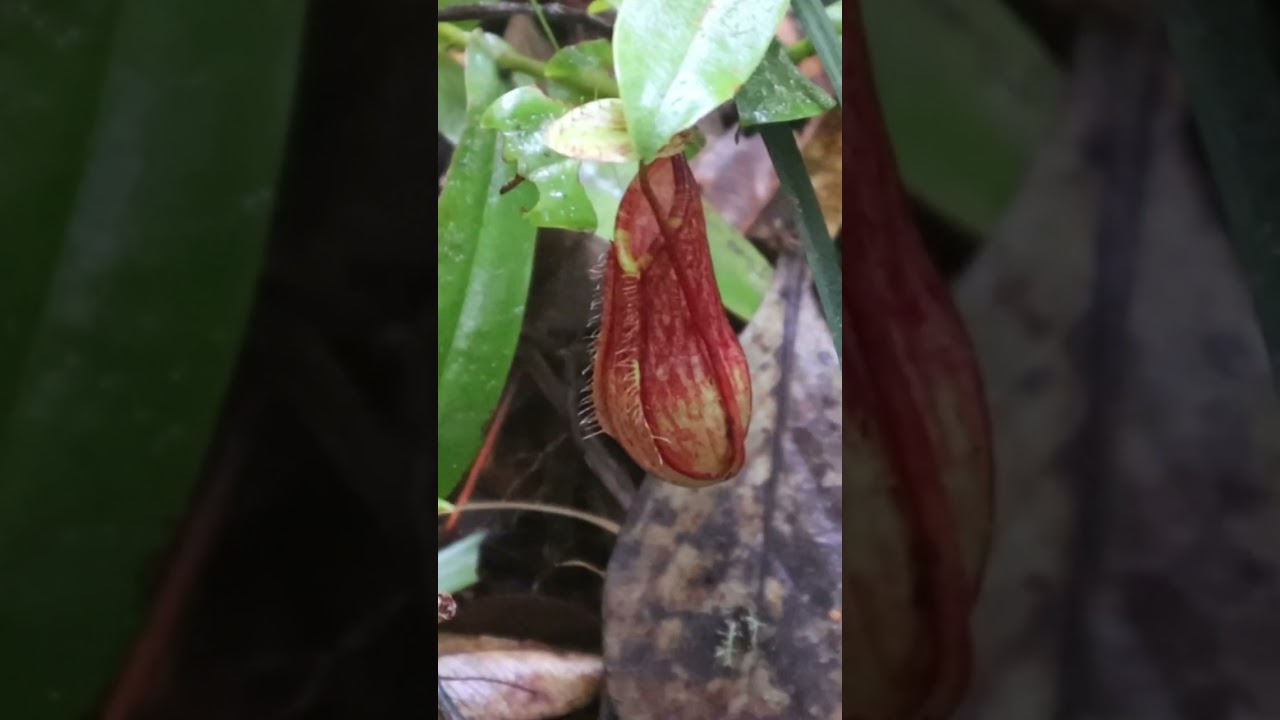 🇲🇾 The virgin rainforest of Borneo | Malaysian jungles | Kinabalu Mountain | Borneo Island