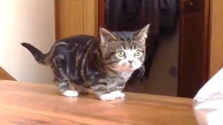 Dwarf kittens were surrendered by their owner
