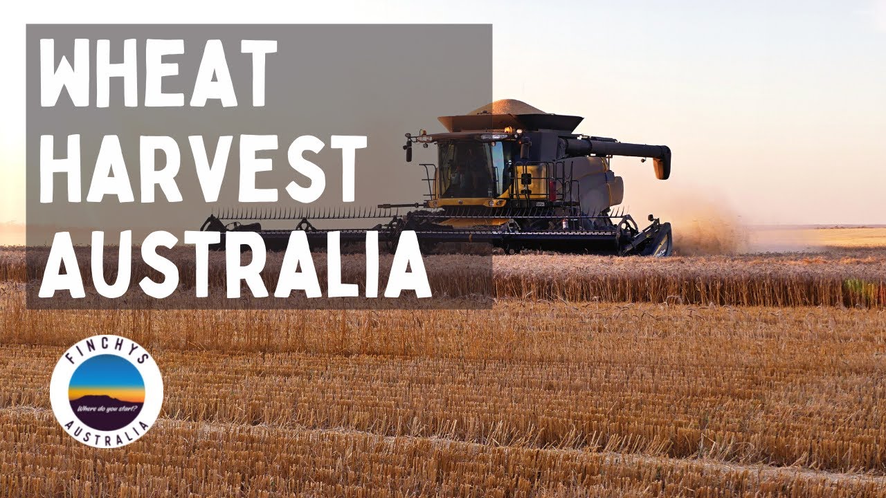 Wheat Harvesting in Australia YouTube