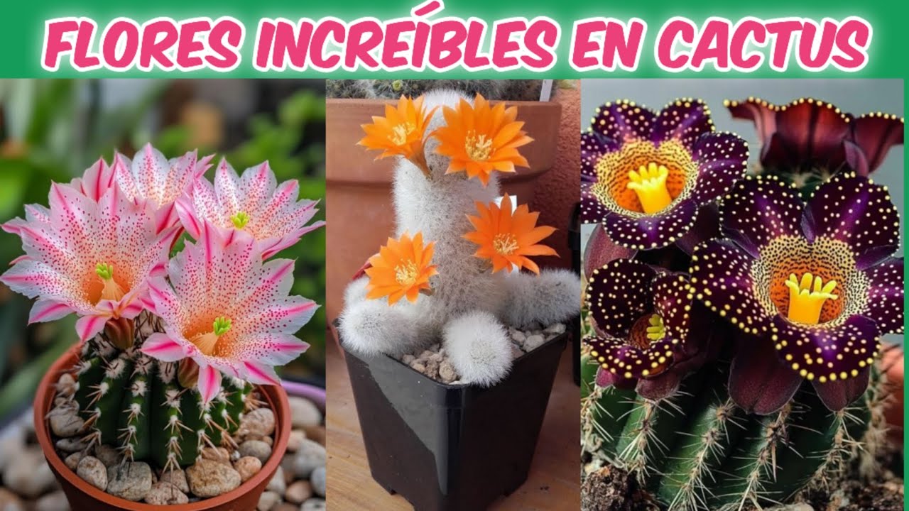 Cactus con Flores: Variedades que Tienes que Conocer