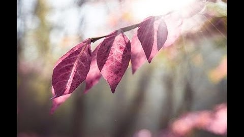 تلاوة عجيبة عراقية من القران الكريم سورة الروم