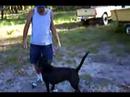A Man and his Dog.