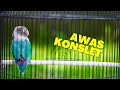 Paling Mudah membuat Lovebird Lain Ngekek panjang! Auto Emosi Langsung Ngekek Panjang