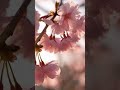 A cherry blossom glows with morning dew.#BlossomGlow