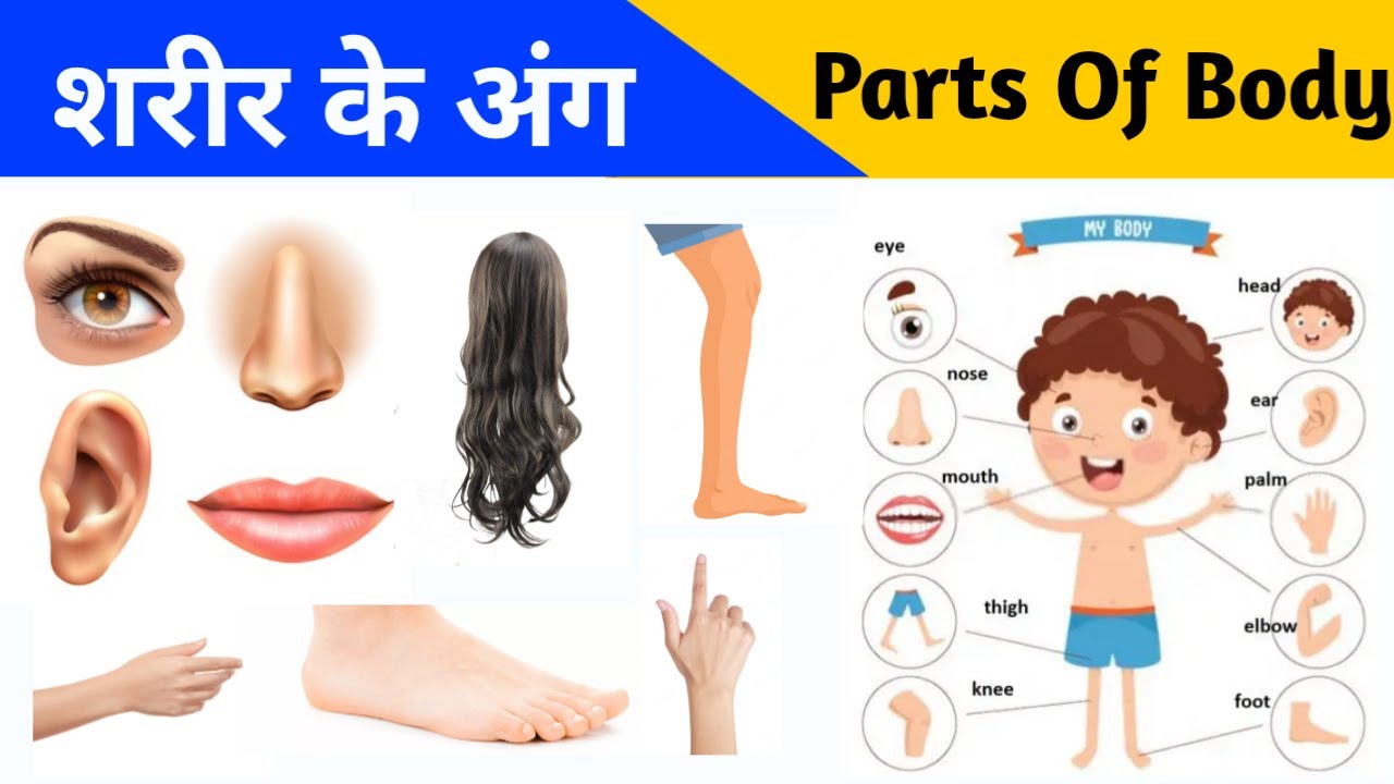 Learn Parts Of Body Name Parts Of Body Name In English And Hindi learn-parts-of-body-name-parts-of-body-name-in-english-and-hindi