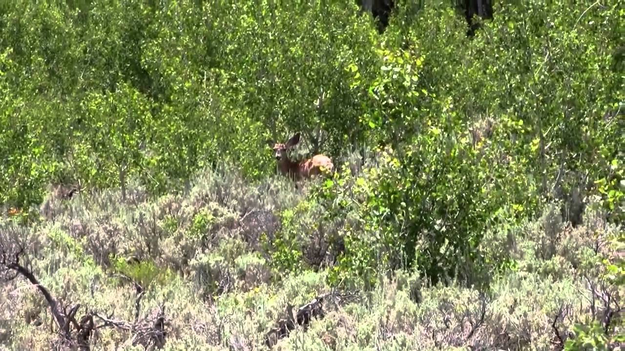 Smiths Fork 2012   Feathered Hook