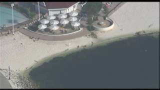 Celebrity 2-year-old boy grabbed by gator at Disney believe to be dead Net Worth