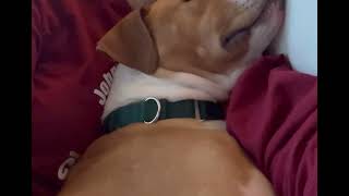 Meet 71391A Nala A Terrier, American Staffordshire Currently Available For Adoption 352024 1005