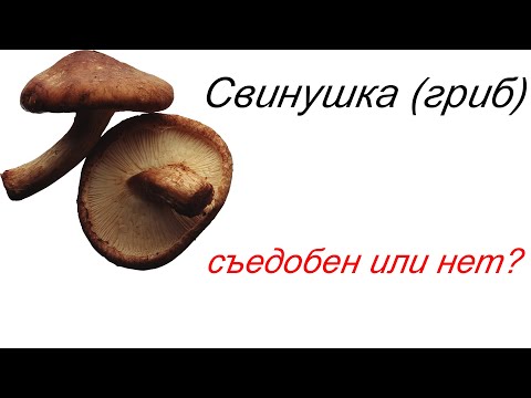 Свинушка (гриб) – съедобен или нет?