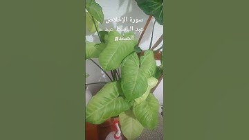 سورة الإخلاص #عبد الباسط عبد الصمد#explore #اكسبلور