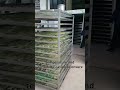 #biomass #dryingroom #dryer #dry #ivymosses 7.5 #tons 72 #stacked #tray #pushcarts #ensure #quality