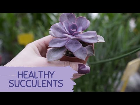 Video: How To Choose A Succulent