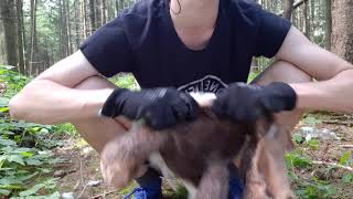 Final Destructioncrush Of The Build A Bear Teddy