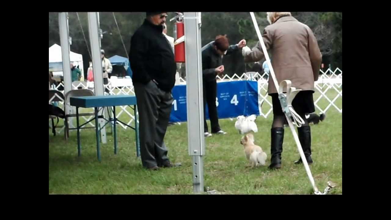 Faerie Garden's Blue Sapphire at the Hilton Head Dog Show March 2013