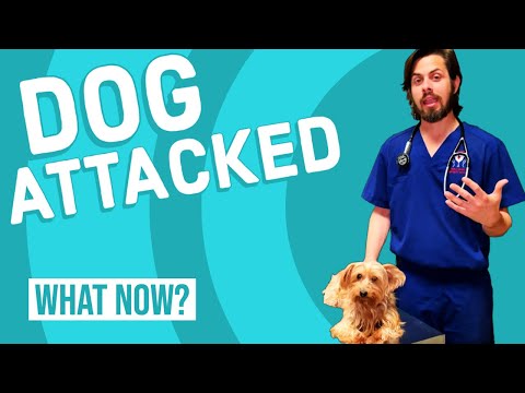 Video: Hvordan hjelpe en hund å gjenopprette fra en hund angrep