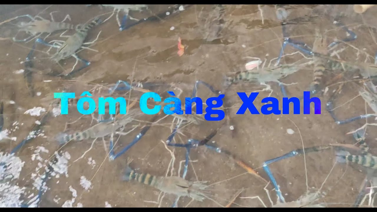 TÔM CÀNG XANH TRONG BỂ NUÔI @NGUYENTRONTV-76