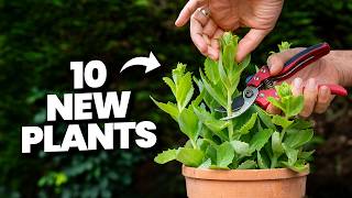 Why Smart Growers NEVER Buy Plants