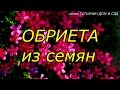 ОБРИЕТА из семян