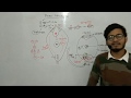 L25: Double Fertilisation in Angiosperms by Vipin Sharma