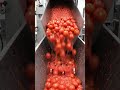tomato ketchup in factory #tastyfood #spicy #food #cooking #tastyfood