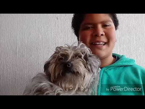Tag de la mascota con mi perrita y mi prima😂