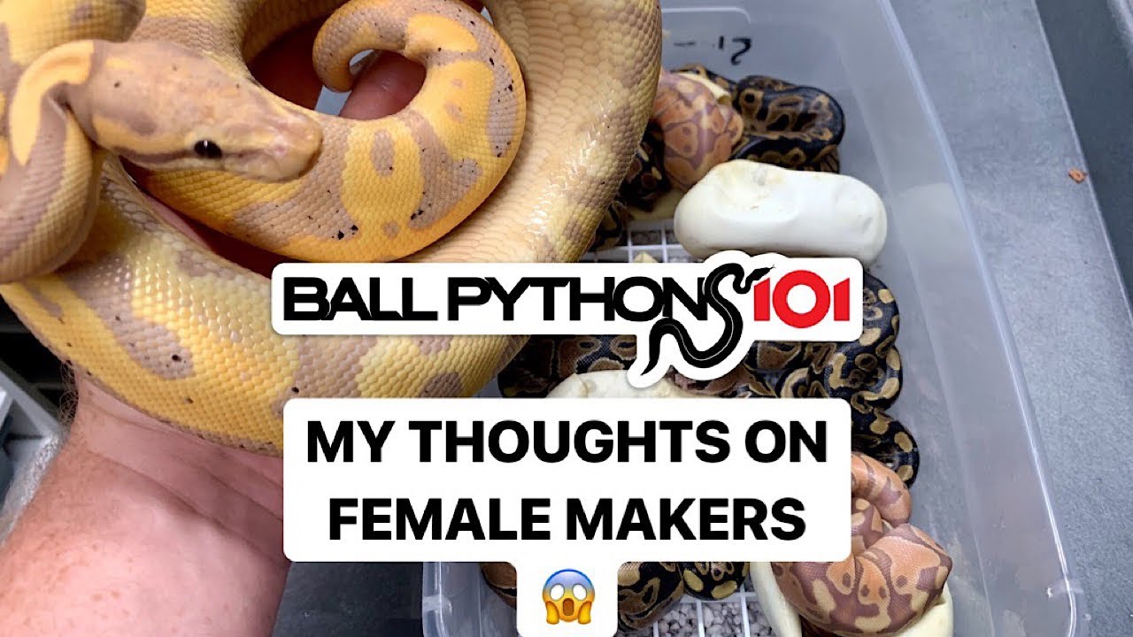  MY OPINIONS ON BANANA FEMALE MAKERS 😱