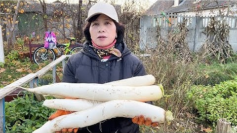 Thu hoạch .Củ cải trắng ,su hào siêu to khổng lồ 👍