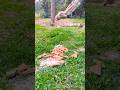 🐿️Nutty Squirrels🐿️ #shorts #shortsfeed #youtubeshort #birds #nature #animals #funny