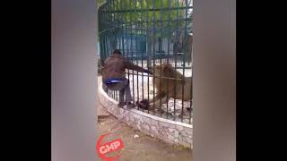Man gets hand trapped in Lions mouth | Video