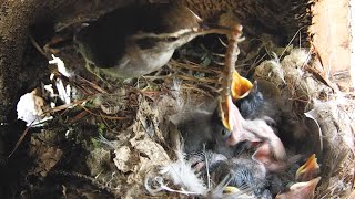 Breakfast time for the Bewick's wren chicks:  How big is too big?