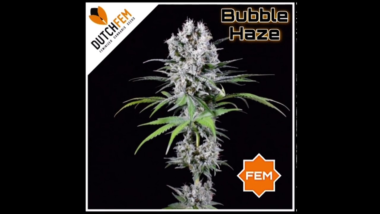 Bubble Haze 360°