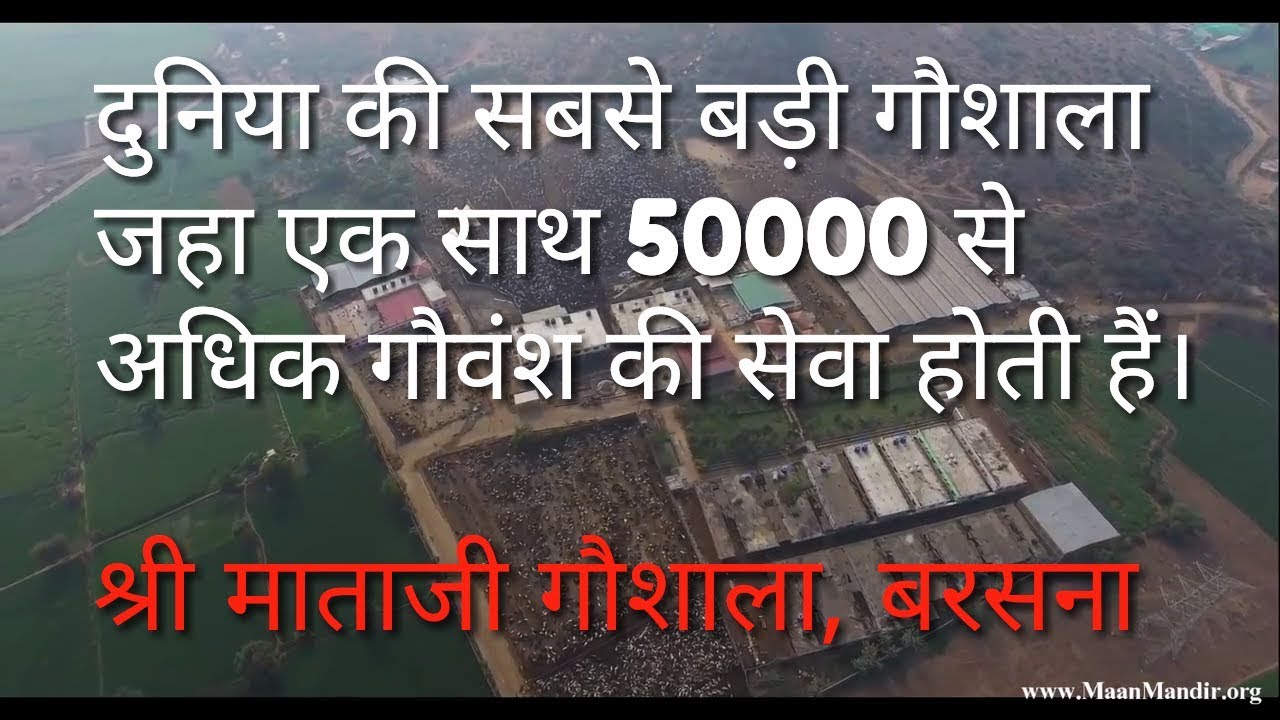 World's Largest Gaushala 50000+ Gauvansh, Shri Mataji Gaushala, Barsana