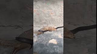 Pembalasan dendam sang garangan!!#hewan #shorts #animals #mongoosevssnake
