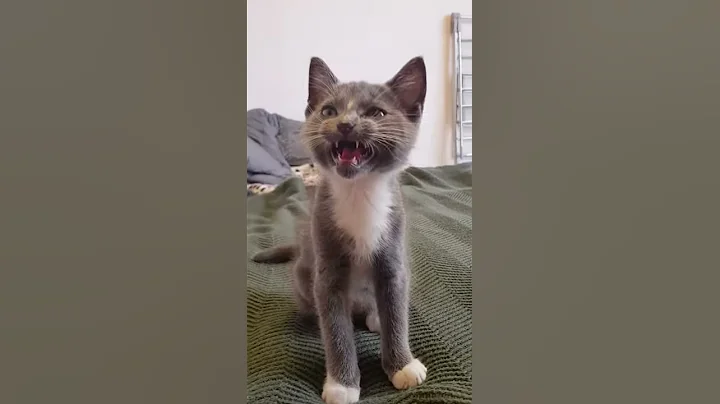 Watch the video about ✔️ Very pretty little kitty - CUTEST KITTEN! russian blue mix