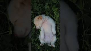 Animals cute dog #short #video