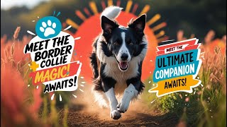 Meet the Border Collie – The Ultimate Canine Companion Awaits!#BorderCollie#UltimateCanineCompanion