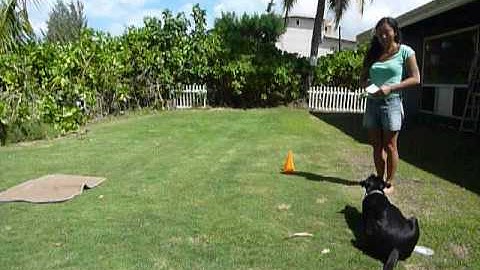 Kyoko Johnson - KPAI9 - Unit 4 - Ten Part Behavior Chain