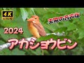 アカショウビン　2024　レア鳥ゲットだぜ！　　美しい火の鳥　アカショウビンの撮影者目線のコメント入り　実音版
